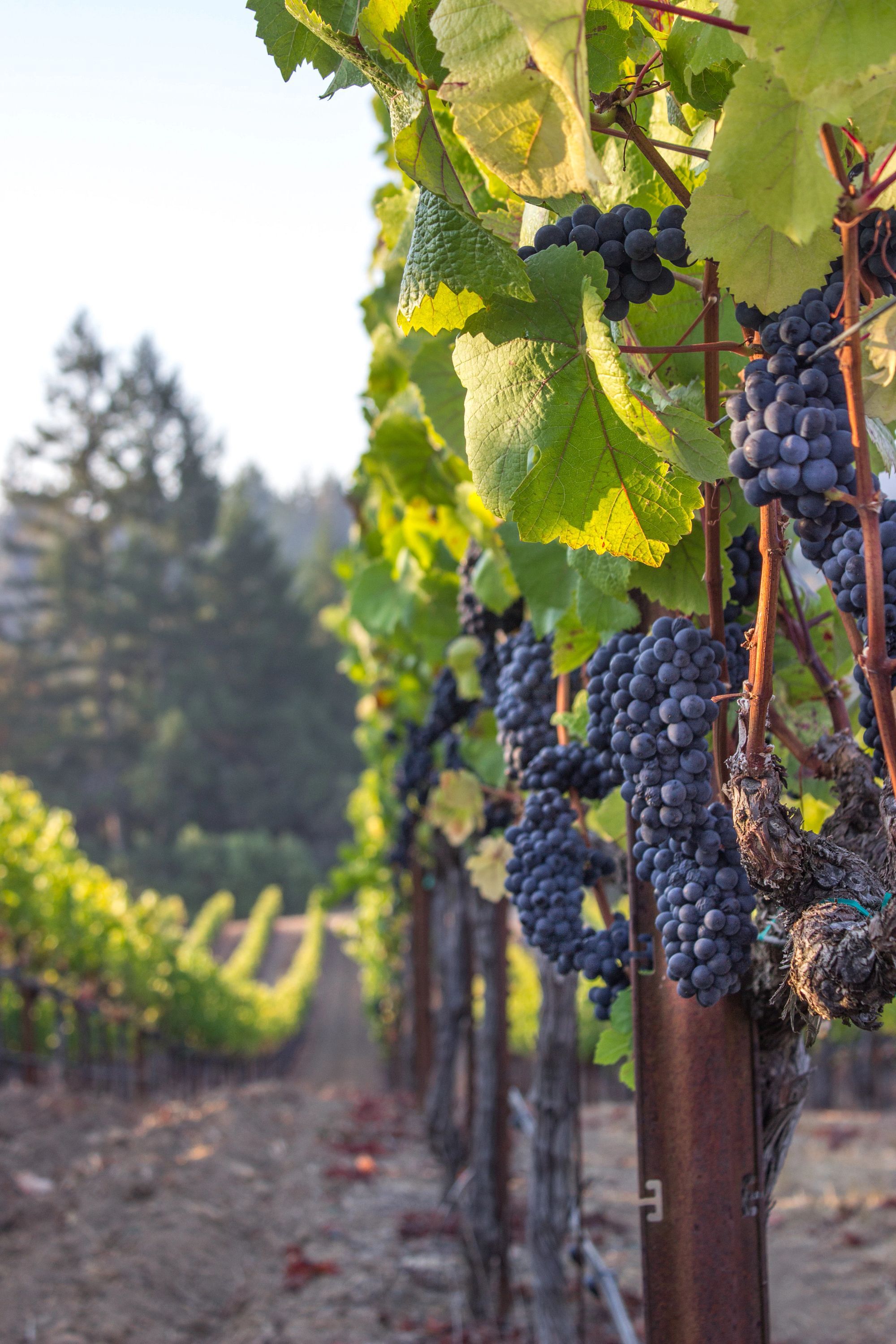 Velvet Sisters vineyard